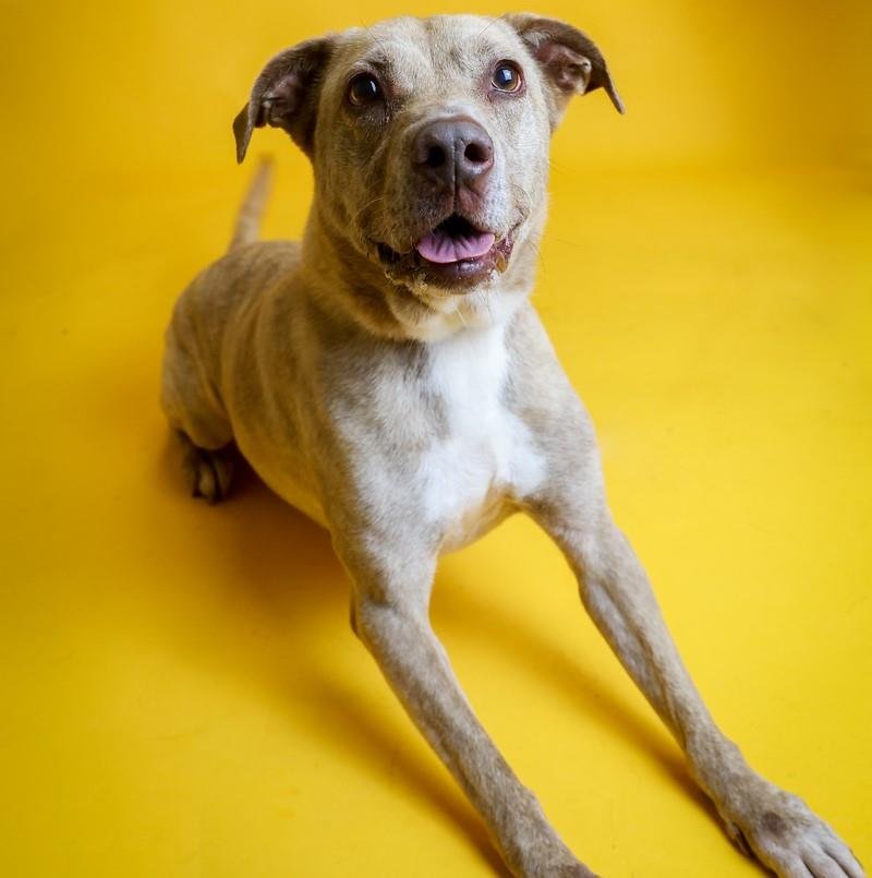 adoptable Dog in Rockwall, TX named Ava - $75 Adoption Fee! Diamond Dog!