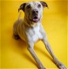 adoptable Dog in  named Ava - $75 Adoption Fee! Diamond Dog!