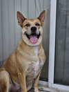 Miss Josey Joe - In Foster Care - Photo 1