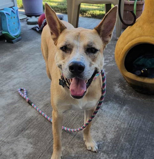 MISS JOSEY JOE - IN FOSTER CARE - Shepherd / Akita available for adoption