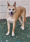 adoptable Dog in  named Josey - $75 Adoption Fee Diamond Dog