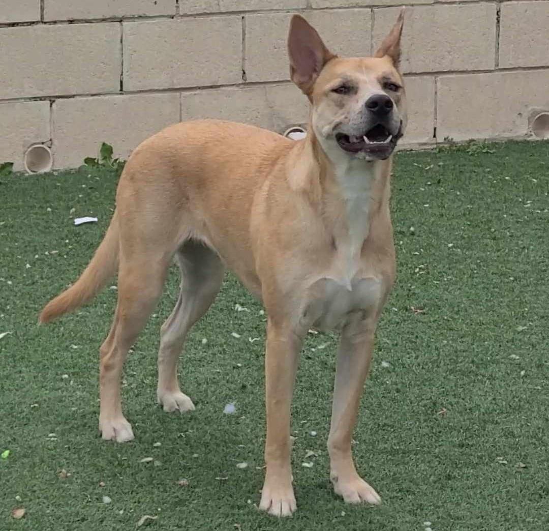 adoptable Dog in Rockwall, TX named Josey - $75 Adoption Fee Diamond Dog