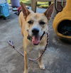 adoptable Dog in  named Miss Josey Joe - In Foster Care