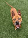 adoptable Dog in rockwall, tx, TX named Cookie - $75 Adoption Fee Diamond Dog