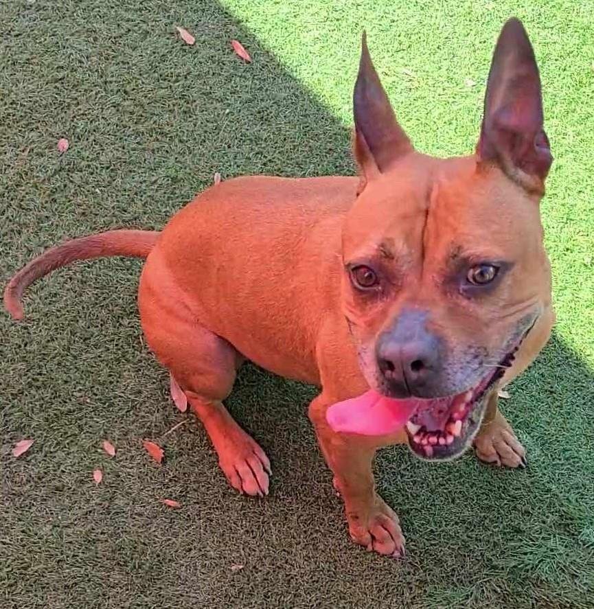 adoptable Dog in Rockwall, TX named Cookie - $75 Adoption Fee Diamond Dog
