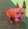 adoptable Dog in  named Cookie - $75 Adoption Fee Diamond Dog