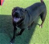 adoptable Dog in rockwall, tx, TX named Blackie - $75 Adoption Fee Diamond Dog!