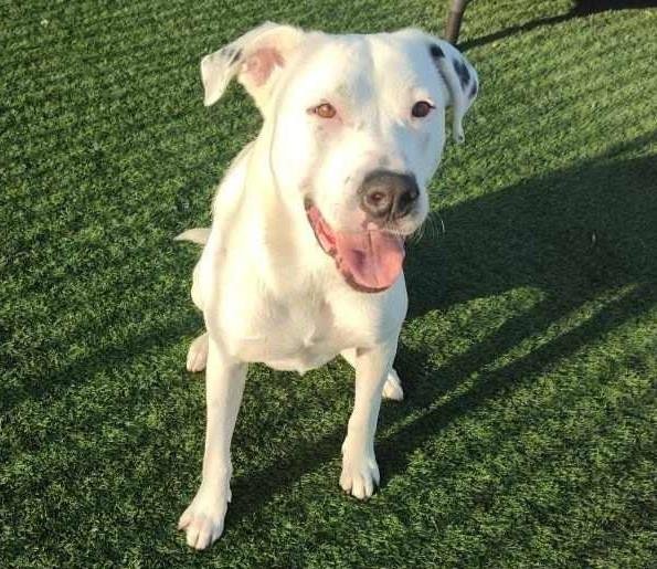 Molly- $75 Adoption Fee! Diamond Dog!
