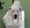 adoptable Dog in rockwall, TX named Molly- $75 Adoption Fee! Diamond Dog!