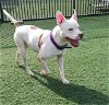 adoptable Dog in rockwall, TX named Bella-$75 Adoption Fee! Diamond Dog!