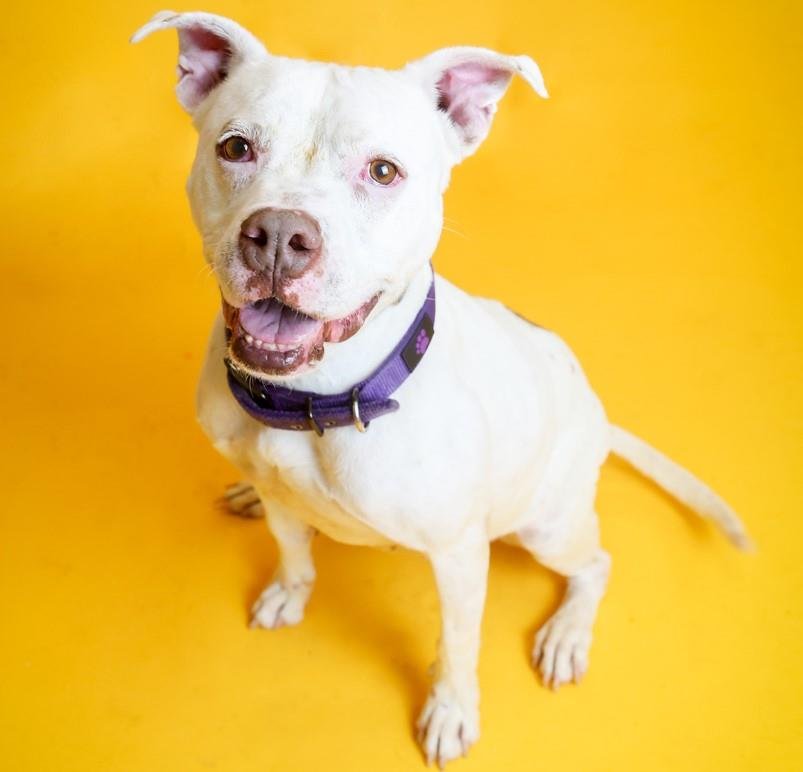 adoptable Dog in Rockwall, TX named Bella-$75 Adoption Fee! Diamond Dog!