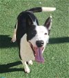 adoptable Dog in rockwall, TX named Noah-$75 Adoption Fee! Diamond Dog!