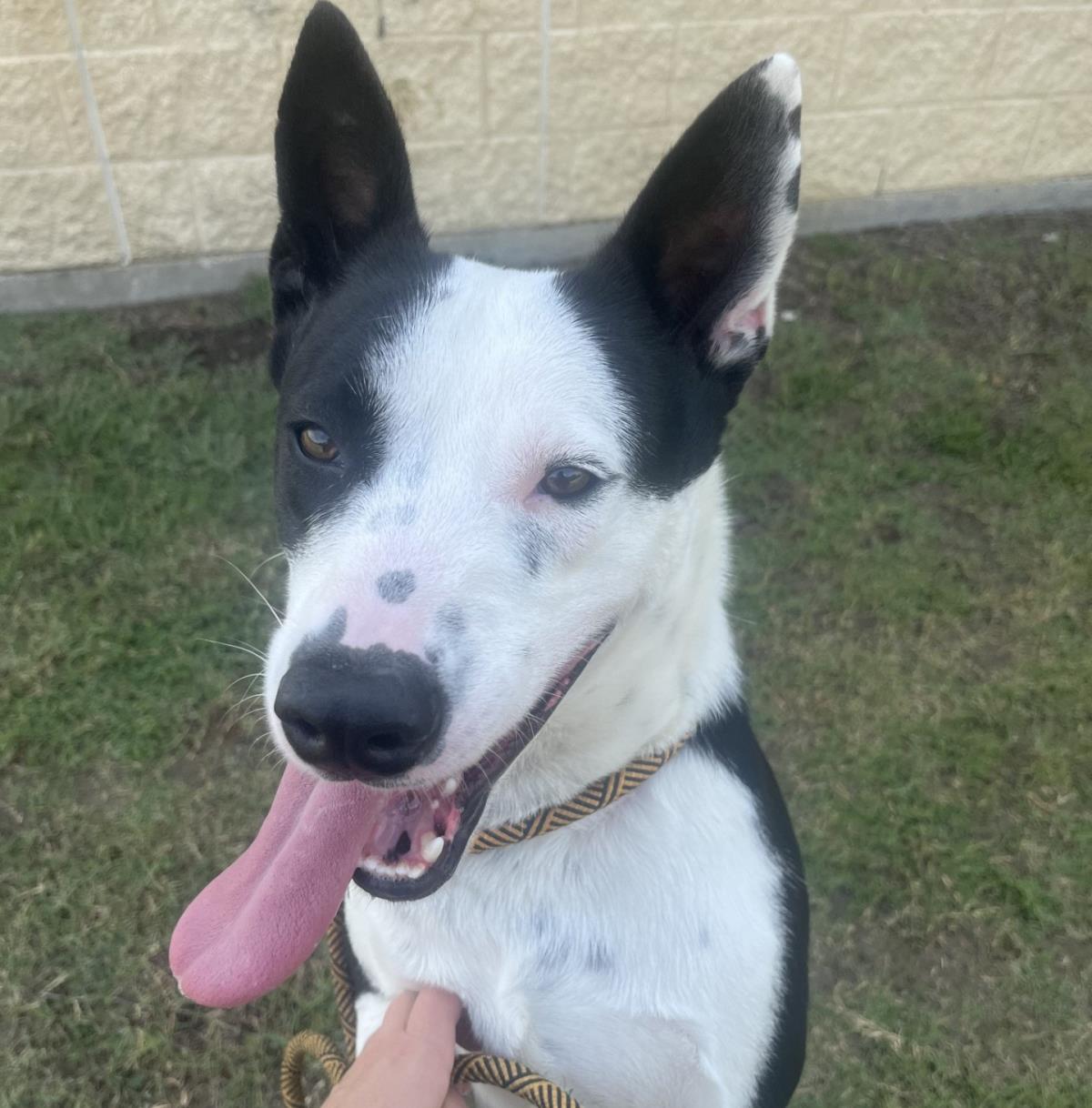 adoptable Dog in Rockwall, TX named Noah-$75 Adoption Fee! Diamond Dog!