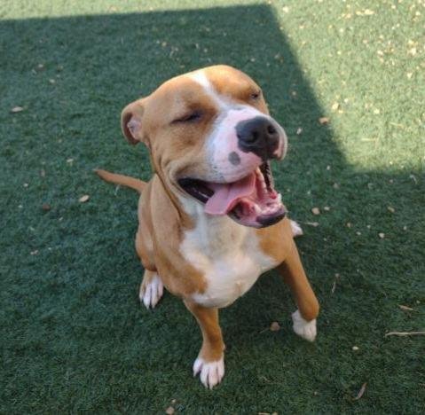 adoptable Dog in Rockwall, TX named Cristoph-$75 Adoption Fee! Diamond Dog!