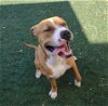 adoptable Dog in  named Cristoph-$75 Adoption Fee! Diamond Dog!