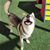 adoptable Dog in  named Tate- $75 Adoption Fee! Diamond Dog!