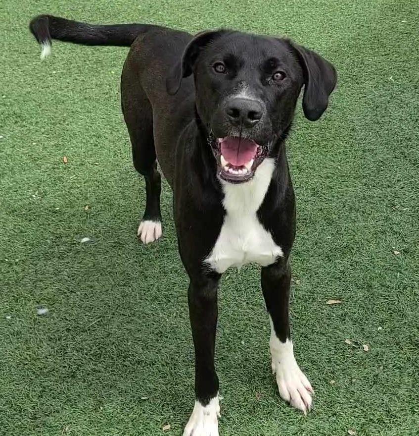adoptable Dog in Rockwall, TX named Dudley - $75 Adoption Fee!  Diamond Dog!