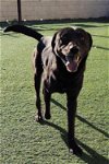 adoptable Dog in rockwall, TX named Beau - $75 Adoption Fee!  Diamond Dog!