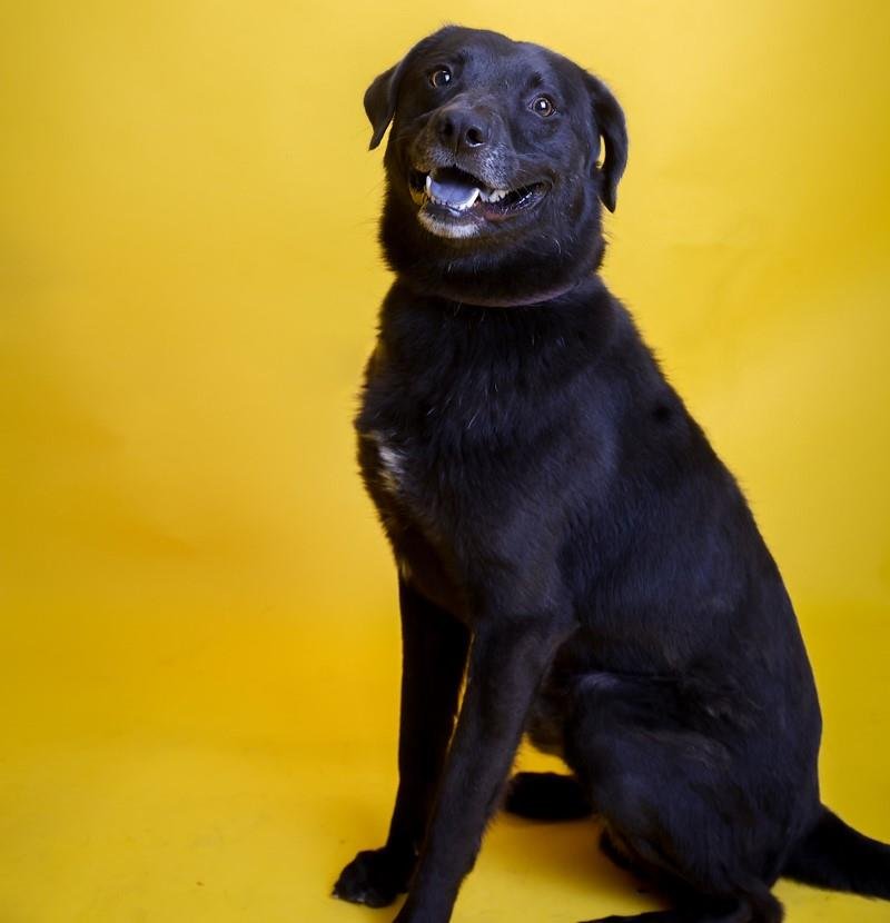 adoptable Dog in Rockwall, TX named Beau - $75 Adoption Fee!  Diamond Dog!