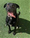 adoptable Dog in rockwall, TX named Mister - $75 Adoption Fee!  Diamond Dog!