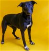 adoptable Dog in rockwall, TX named Sister - $75 Adoption Fee!  Diamond Dog!