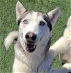 adoptable Dog in rockwall, TX named Ashley