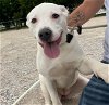 adoptable Dog in rockwall, TX named Aspen