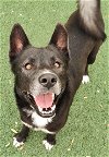 adoptable Dog in  named Gordo- $75 Adoption Fee Diamond Dog