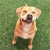 adoptable Dog in rockwall, TX named Bear