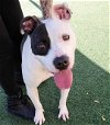 adoptable Dog in rockwall, TX named Simon