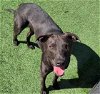 adoptable Dog in rockwall, TX named Annabeth