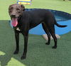 adoptable Dog in Rockwall, TX named Annabeth - $75 Adoption Fee!  Diamond Dog!