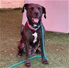 adoptable Dog in rockwall, TX named Mama - In Foster