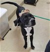 adoptable Dog in  named Lowfi - $75 Adoption Fee Diamond Dog