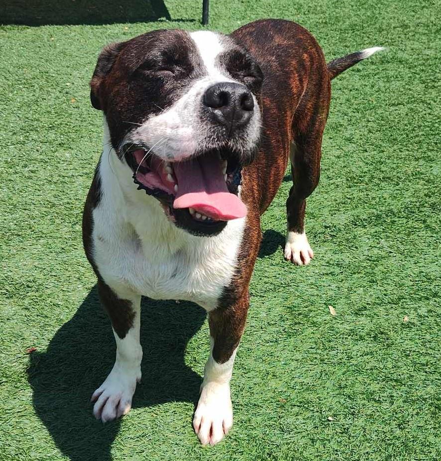 adoptable Dog in Rockwall, TX named King Louie - $75 Adoption Fee!  Diamond Dog!