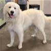 adoptable Dog in rockwall, tx, TX named Crash