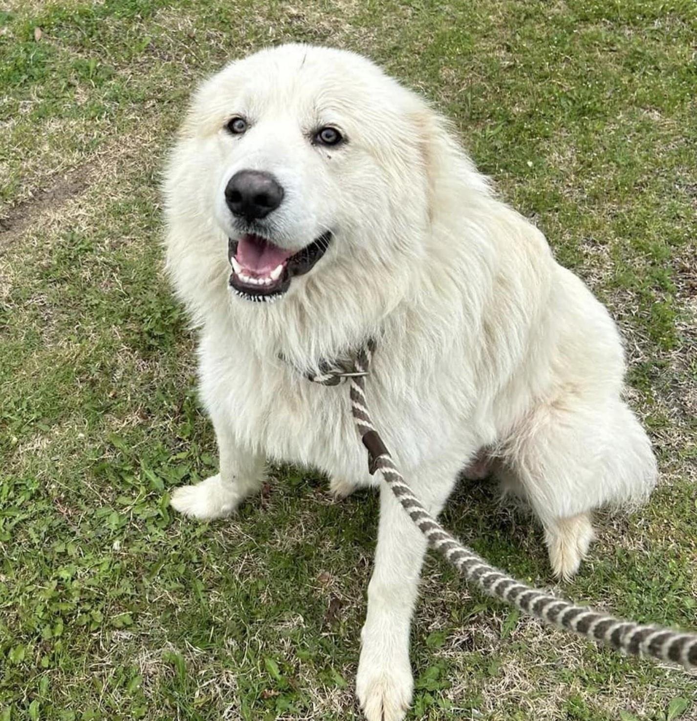 adoptable Dog in Rockwall, TX named Crash