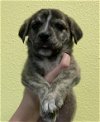 adoptable Dog in rockwall, TX named Ash