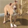 adoptable Dog in rockwall, TX named Winston