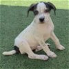 adoptable Dog in rockwall, TX named Robin
