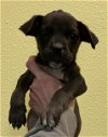adoptable Dog in rockwall, tx, TX named Finch