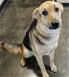 adoptable Dog in rockwall, tx, TX named Ella
