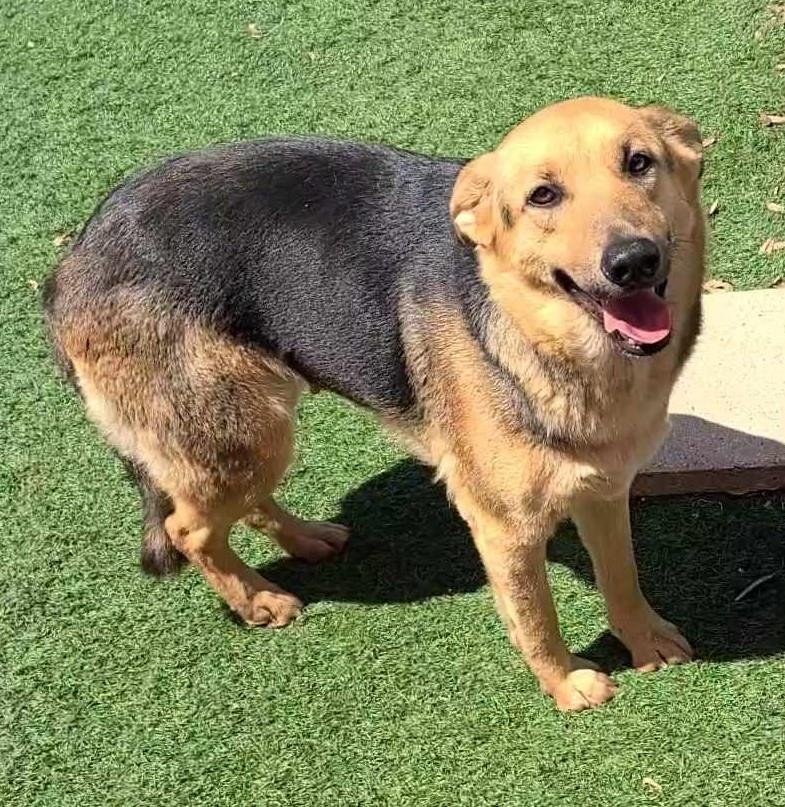 adoptable Dog in Rockwall, TX named Ella