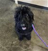 adoptable Dog in rockwall, tx, TX named Found stray: Nova