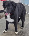 adoptable Dog in rockwall, tx, TX named Found stray: Teddy