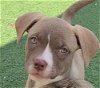 adoptable Dog in rockwall, TX named Laurel