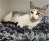 adoptable Cat in  named Maisie