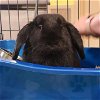 adoptable Rabbit in  named Midnight