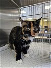 adoptable Cat in  named Kylie