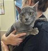 adoptable Cat in rockwall, TX named Kira